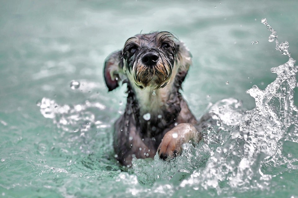 dog swimming