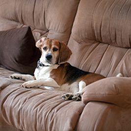 Dog on Couch