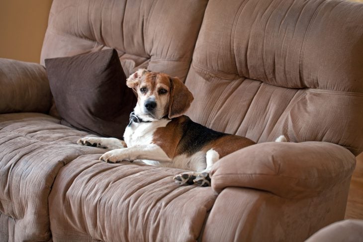 dog licking couch and pillows