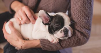 medication for healthy puppies