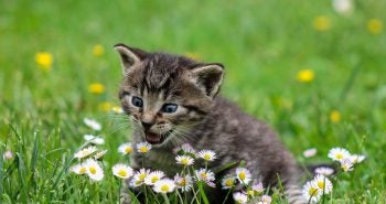 outdoor cat