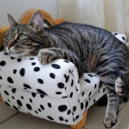 Cat Behaviors