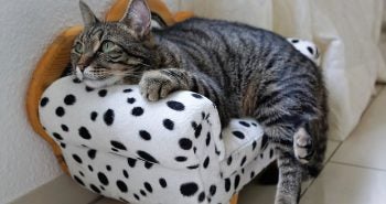 Cat Behaviors