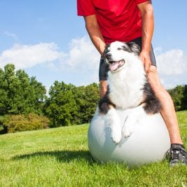 Arthritis in dogs