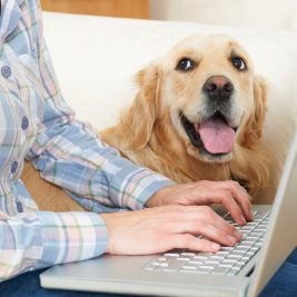 staying productive working from home while being a pet parent