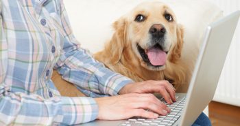 staying productive working from home while being a pet parent