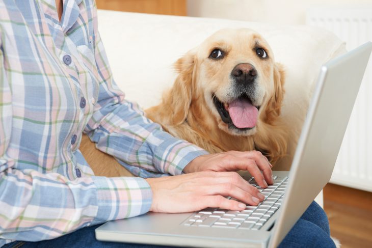 staying productive working from home while being a pet parent