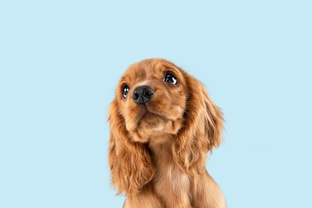 Joint supplements for dogs
