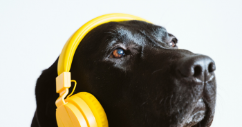How to play with your dog