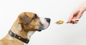 Best online pet pharmacy