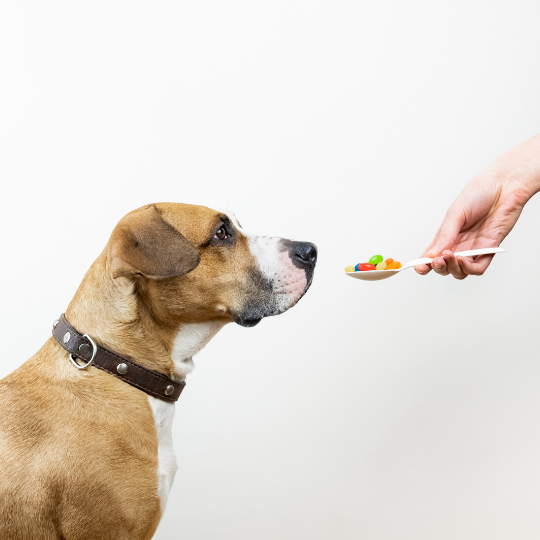 Best online pet pharmacy