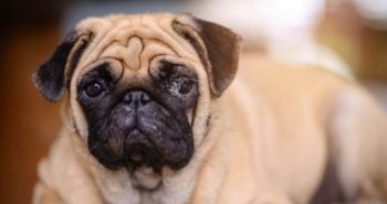 dog eye discharge pug