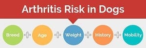 arthritis risk in dogs