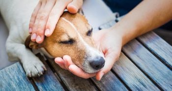dog needing pain relief