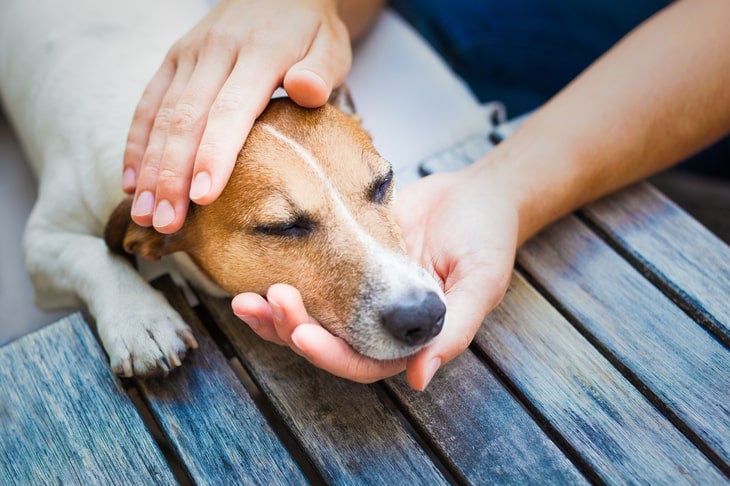 dog needing pain relief