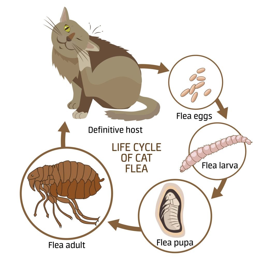Definitive Guide Flea Control for Cats Allivet Pet Care Blog