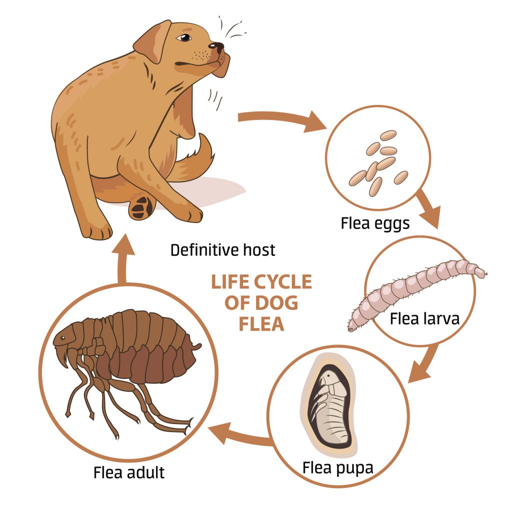 dog flea life cycle