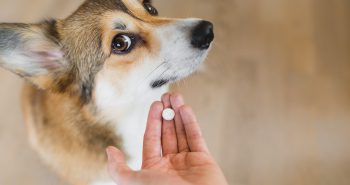 Pet owner holding out a pill towards her dog.