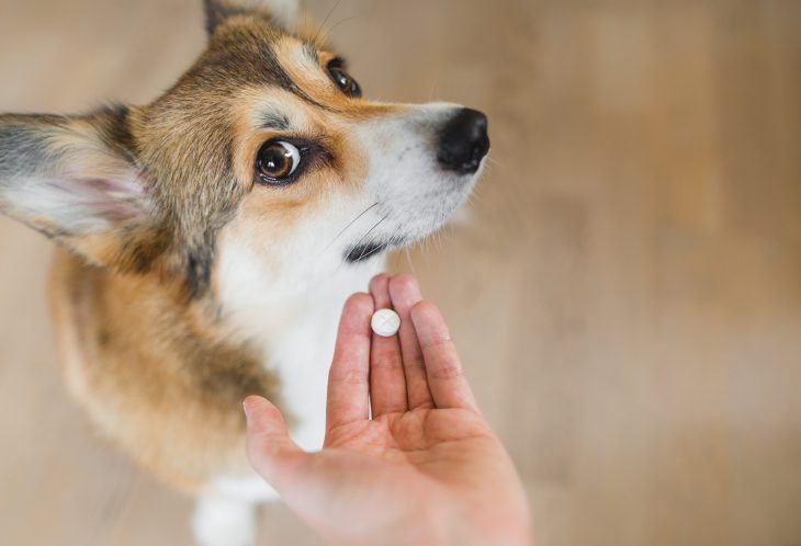 Pet owner holding out a pill towards her dog.