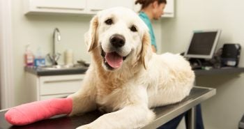 Dog at a vet's office with a cast on his leg.