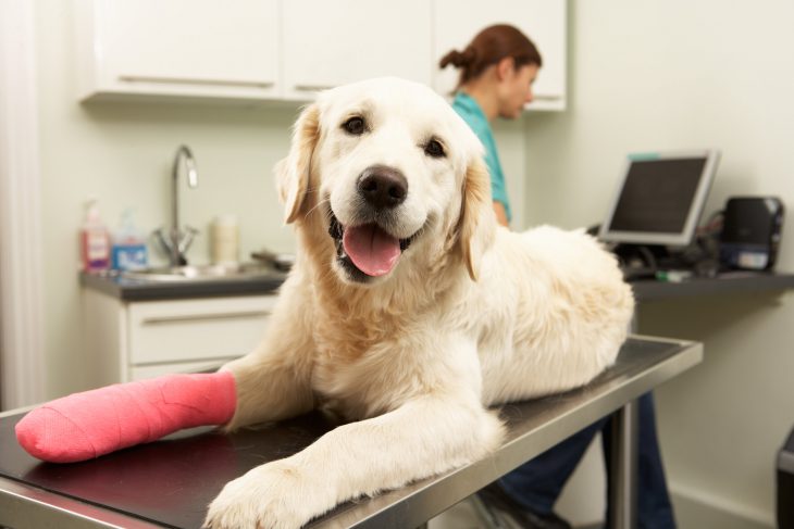 Dog at a vet's office with a cast on his leg.