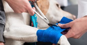 Man wrapping dog's leg with a blue bandage.
