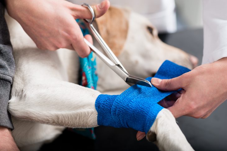 Man wrapping dog's leg with a blue bandage.