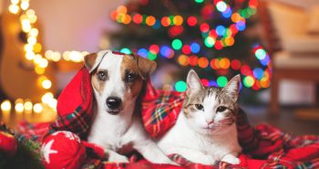 Dog and Cat in front of a Christmas tree