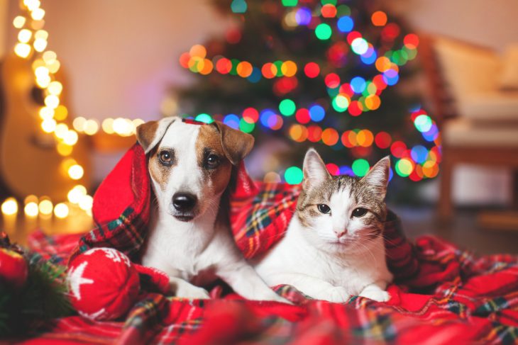 Dog and Cat in front of a Christmas tree