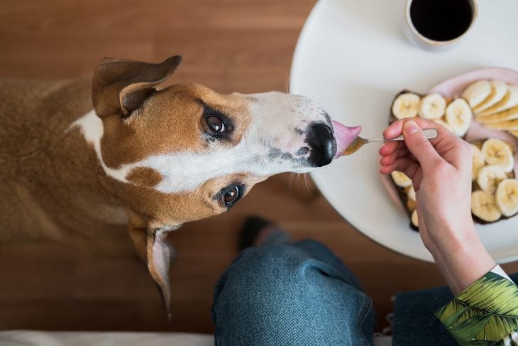 Can My Dog Eat Allivet Pet Care Blog