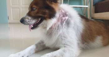 dog with itchy skin