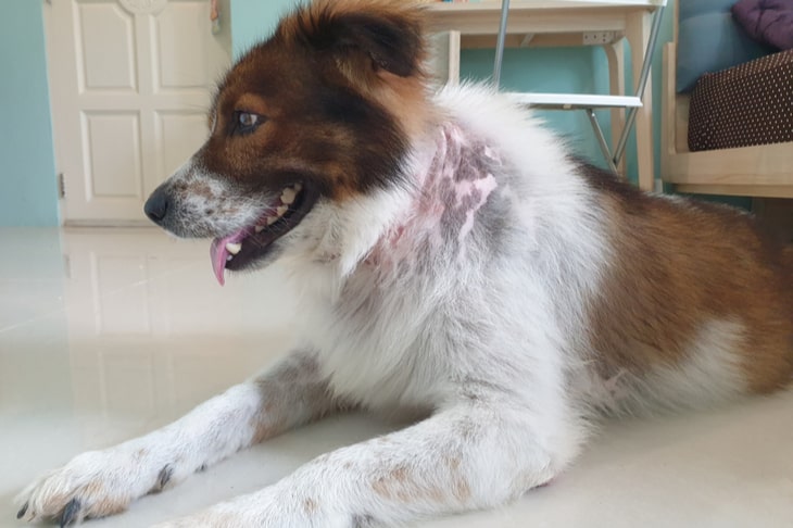 dog with itchy skin
