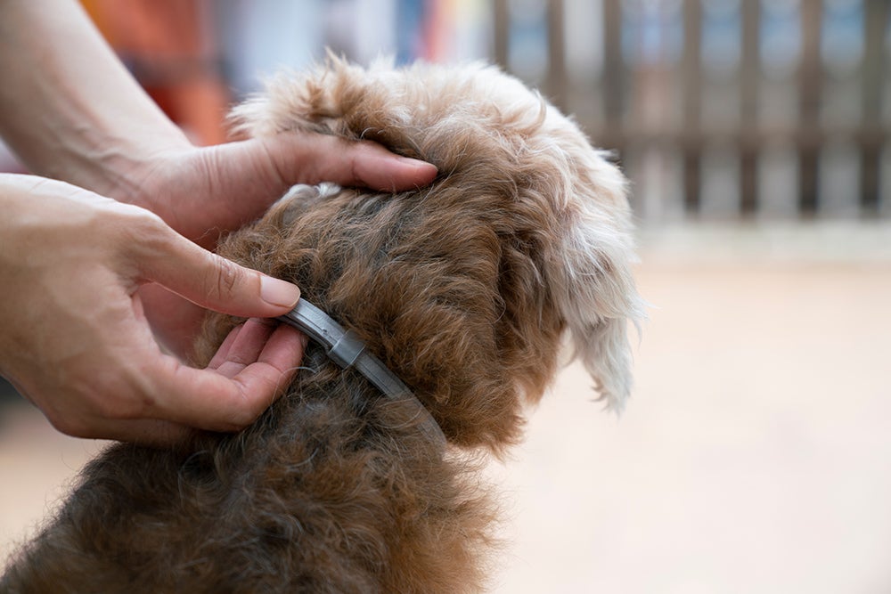 dog wearing flea collar