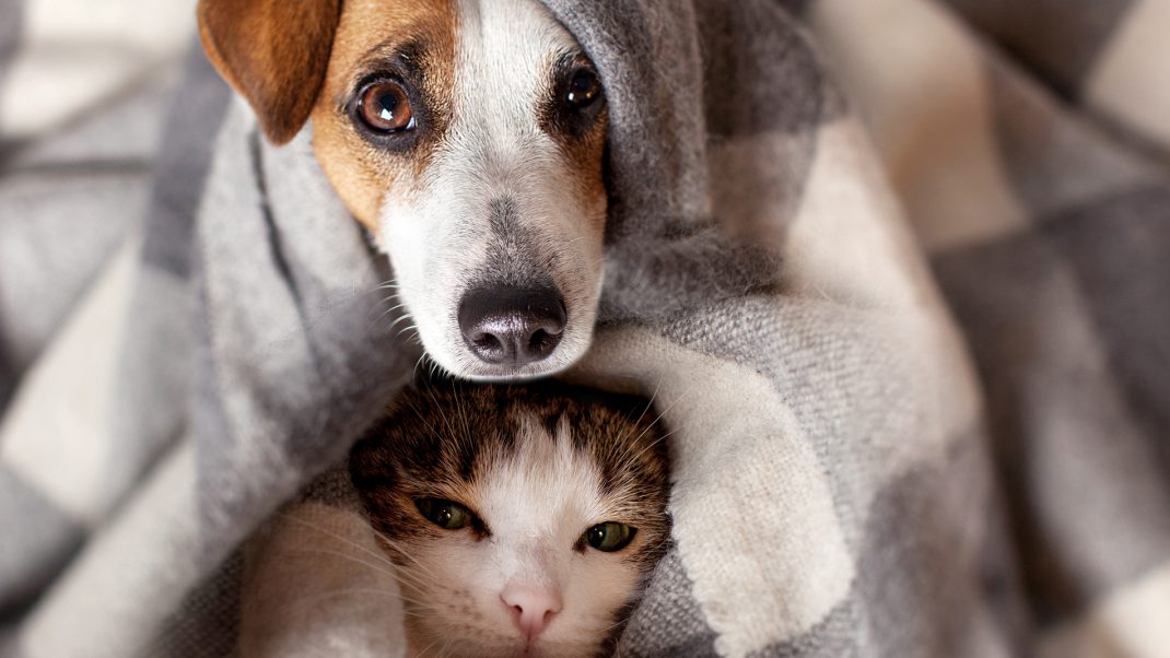 dog and cat under hiding blanket