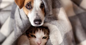 dog and cat under hiding blanket