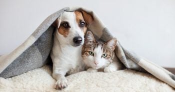 dog and cat gerd