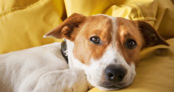 brown and white dog on a yellow blanket