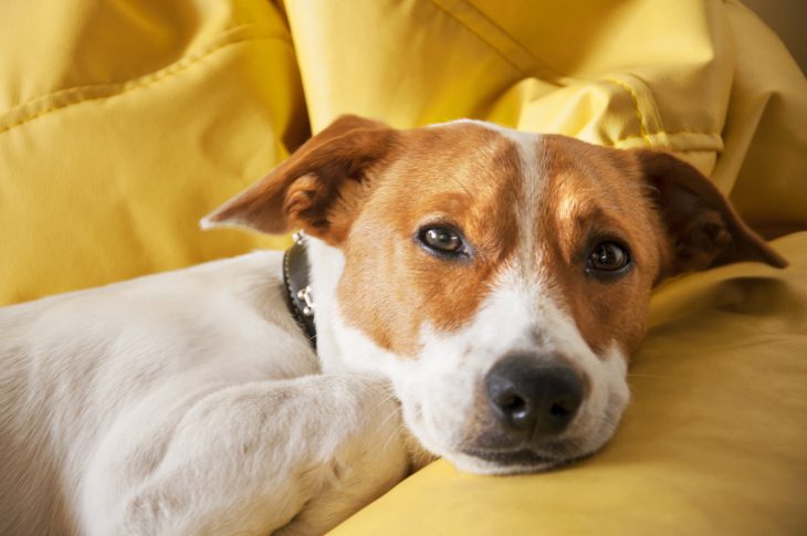 brown and white dog on a yellow blanket