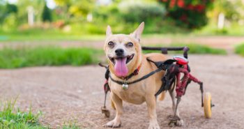 dog in wheelchair