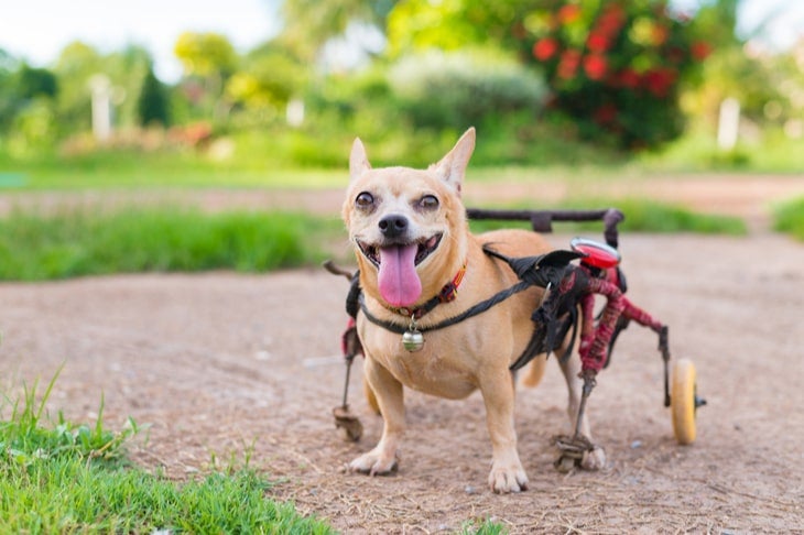 dog in wheelchair
