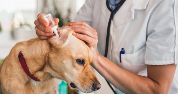 treating an ear infection