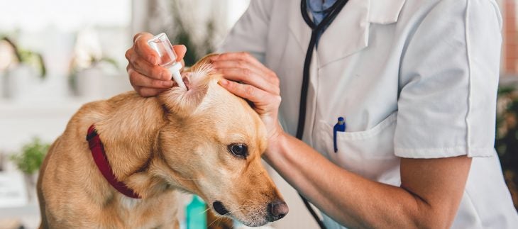 treating an ear infection