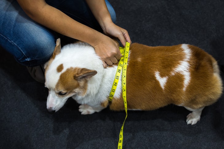 dog getting measured for obesity