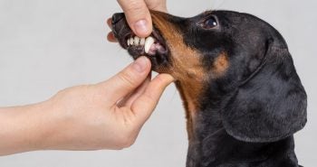 Dog owner checking pet's teeth
