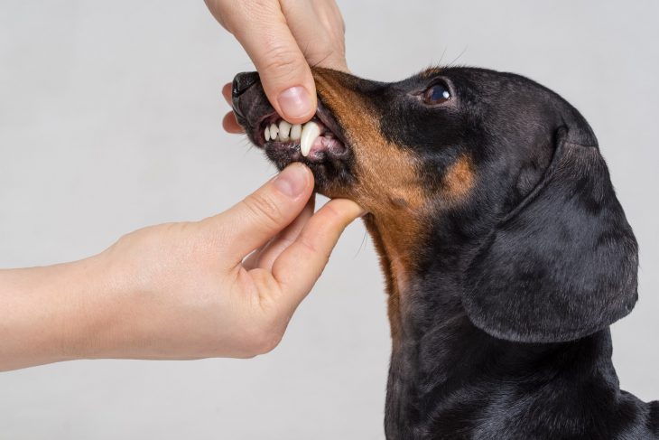 Dog owner checking pet's teeth
