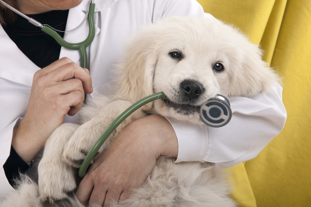 Vet in white coat holding golden puppy.