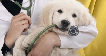 Vet in white coat holding golden puppy.