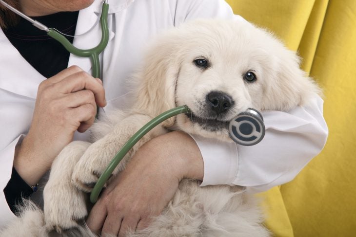 Vet in white coat holding golden puppy.
