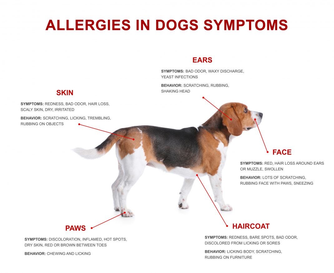 Seasonal Allergies in Dogs Allivet Pet Care Blog