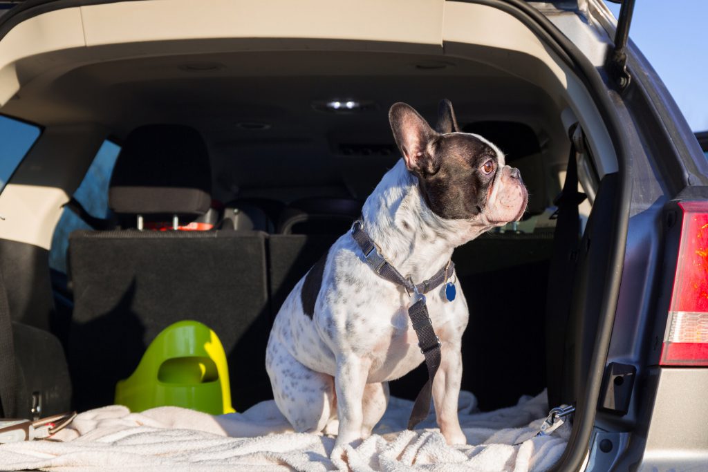 French bulldog checking out the scenery from the back of an SUV. 